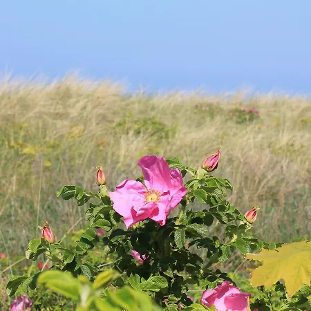 In Mit Terrasse 펜션 *