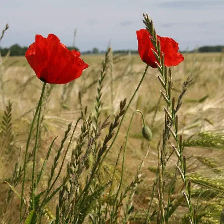 In Mit Terrasse 펜션 *